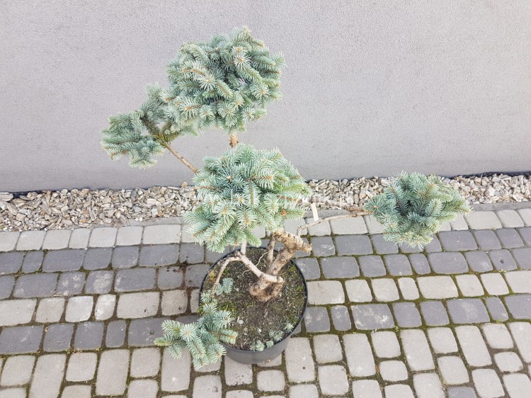 Świerk kłujący Białobok- Picea pungens - formowany BONSAI