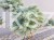 Świerk kłujący Białobok- Picea pungens - formowany BONSAI