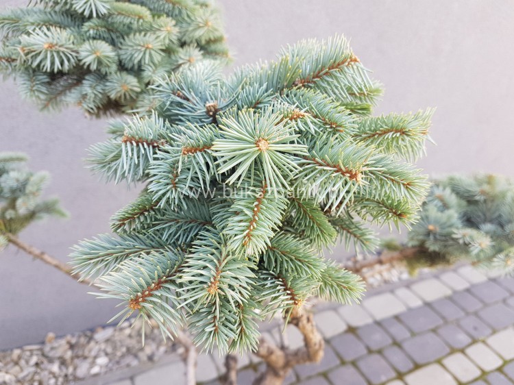 Świerk kłujący Białobok- Picea pungens - formowany BONSAI