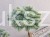 Świerk kłujący Białobok- Picea pungens - formowany BONSAI