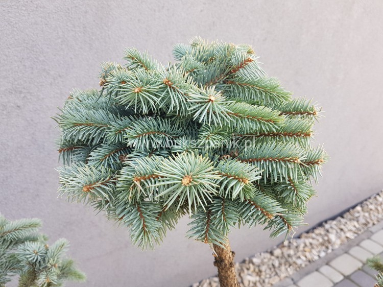 Świerk kłujący Białobok- Picea pungens - formowany BONSAI