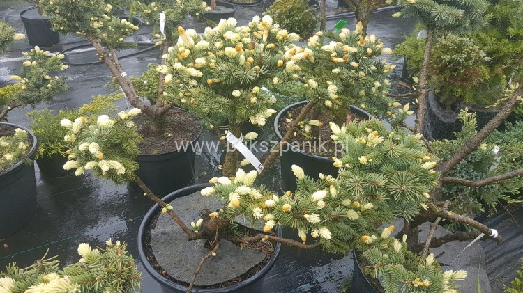 Świerk kłujący Białobok- Picea pungens - formowany BONSAI