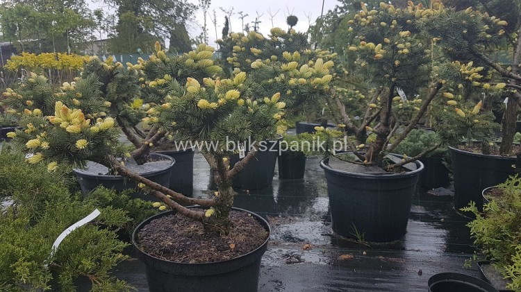 Świerk kłujący Białobok- Picea pungens - formowany BONSAI