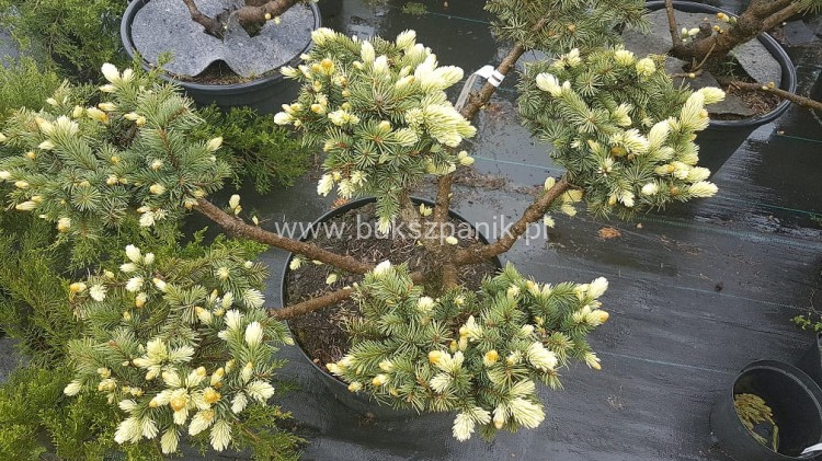 Świerk kłujący Białobok- Picea pungens - formowany BONSAI