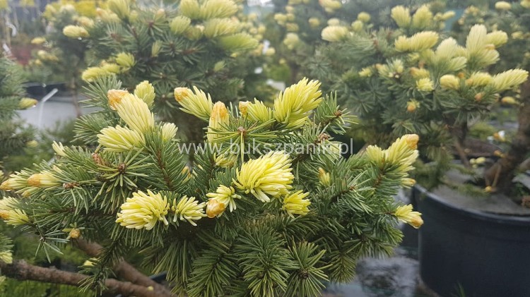 Świerk kłujący Białobok- Picea pungens - formowany BONSAI