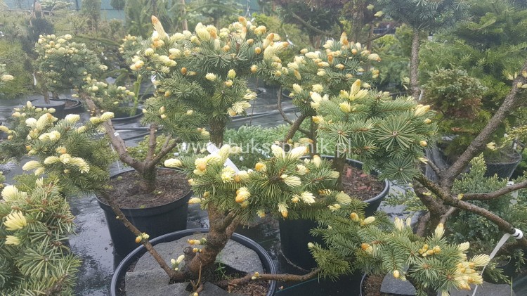 Świerk kłujący Białobok- Picea pungens - formowany BONSAI