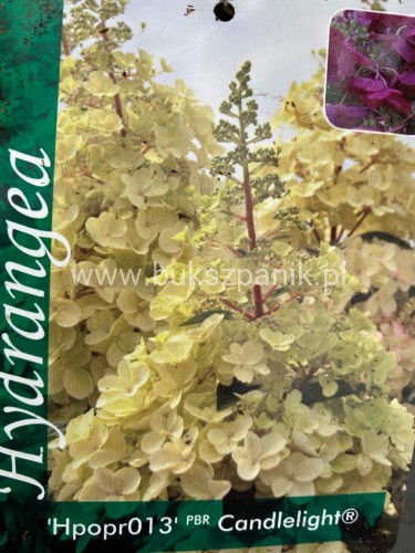 Hortensja Candelight -Hydrangea paniculata 'Candlelight'