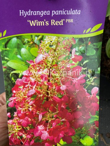 Hortensja bukietowa WIM`S RED -Hydrangea paniculata C7,5l