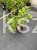 Hortensja bukietowa WIM`S RED -Hydrangea paniculata C7,5l