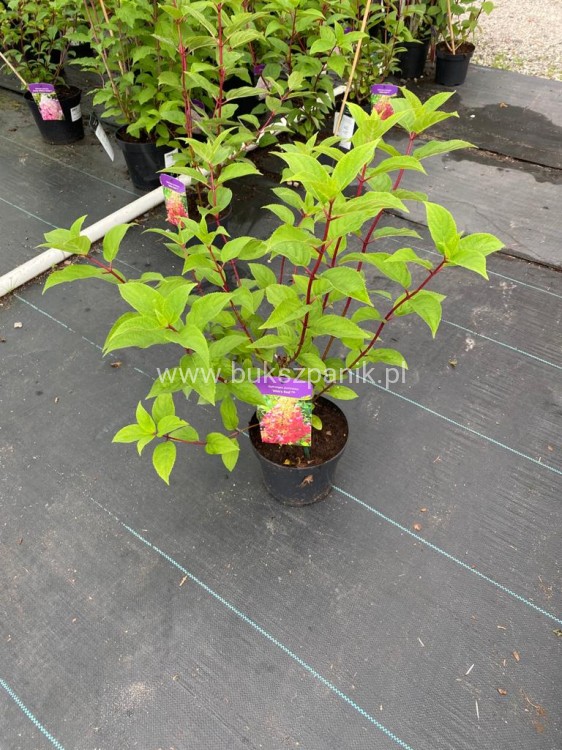 Hortensja bukietowa WIM`S RED -Hydrangea paniculata C7,5l