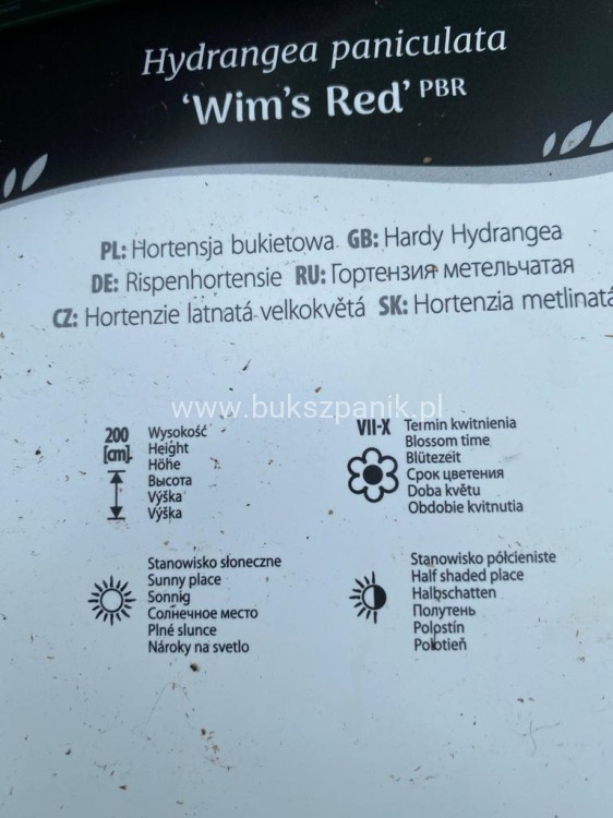 Hortensja bukietowa WIM`S RED -Hydrangea paniculata C7,5l