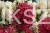 Hortensja bukietowa WIM`S RED -Hydrangea paniculata C7,5l