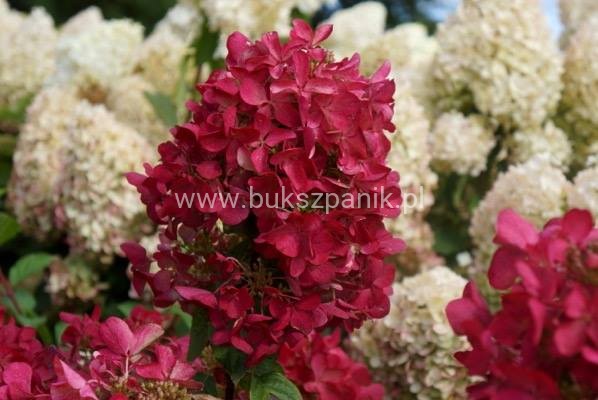 Hortensja bukietowa WIM`S RED -Hydrangea paniculata C7,5l