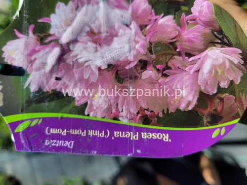 Żylistek 'Rosea Plena'- Deutzia