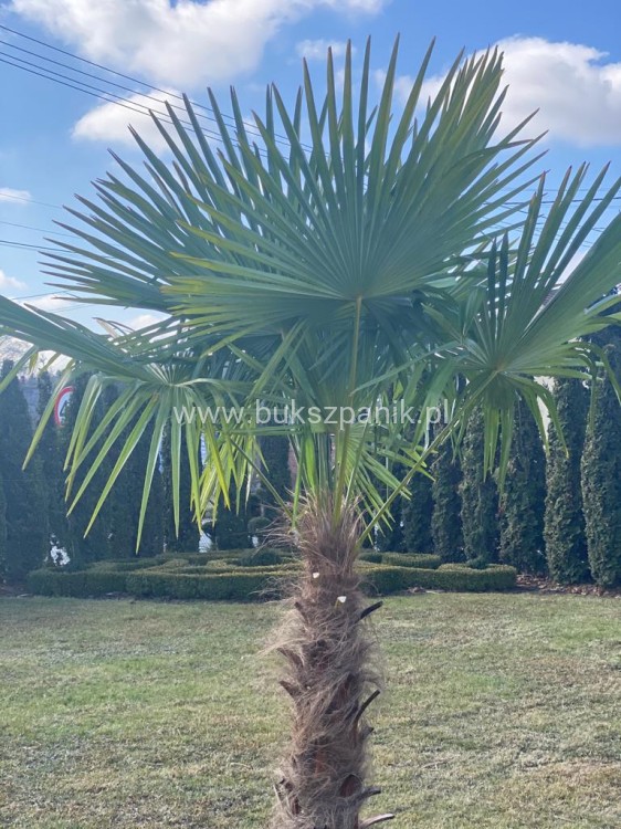 Palma Mrozoodporna Szorstkowiec Fortunego - PalmaTrachycarpus fortunei