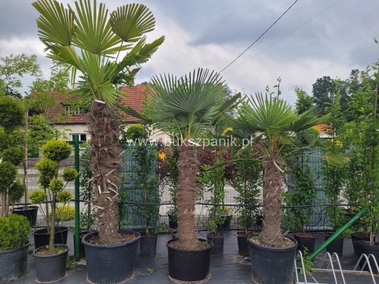 Palma Mrozoodporna Szorstkowiec Fortunego - PalmaTrachycarpus fortunei