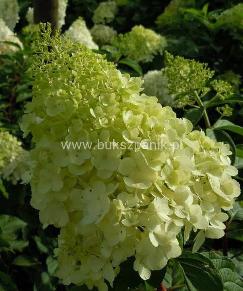 Hortensja bukietowa 'POLAR BEAR' - Hydrangea paniculata C5