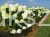 Hortensja bukietowa 'POLAR BEAR' - Hydrangea paniculata C5