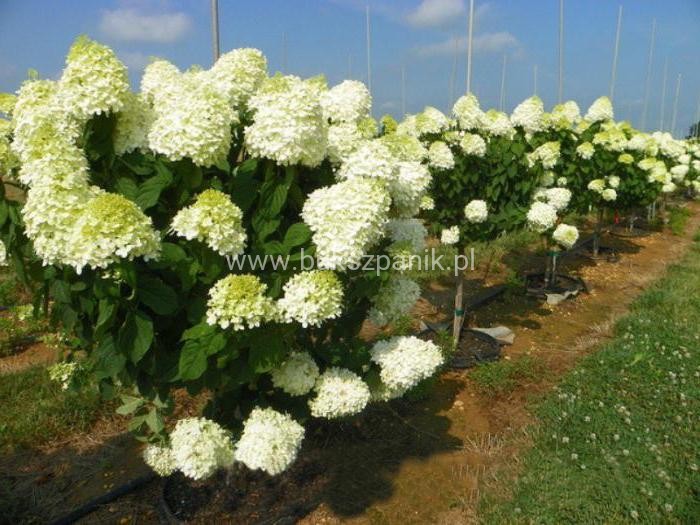 Hortensja bukietowa 'POLAR BEAR' - Hydrangea paniculata C5
