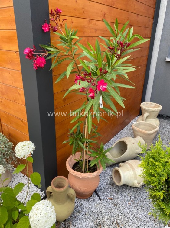 Oleander pospolity (Nerium oleander)- różowe
