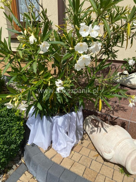 Oleander pospolity (Nerium oleander)- różowe