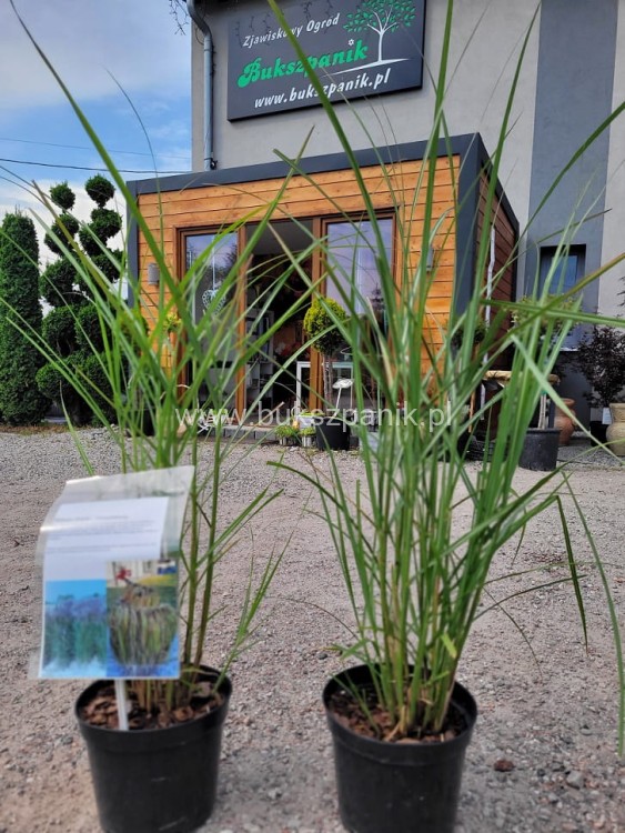 Miskant chiński VERSAMMLUNG- Miscanthus sinensis C3l