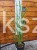 Miskant chiński VERSAMMLUNG- Miscanthus sinensis C3l