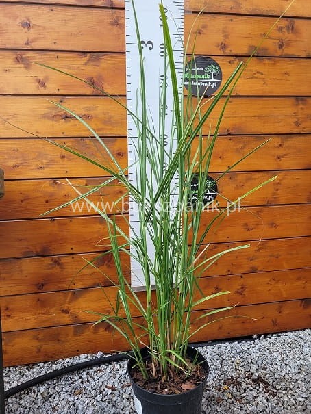 Miskant chiński VERSAMMLUNG- Miscanthus sinensis C3l