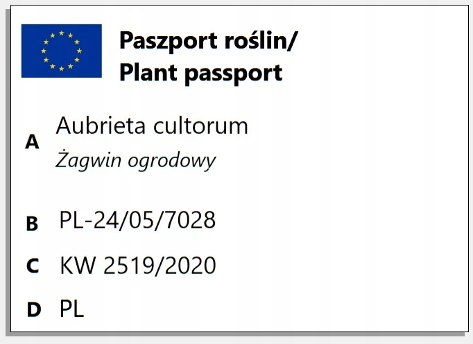 Żagwin ogrodowy