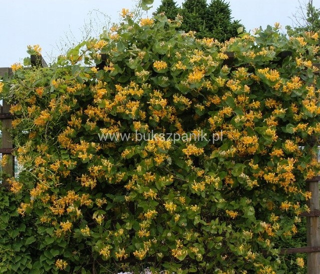 d63c781f47bfb7ff4c667e0489e6