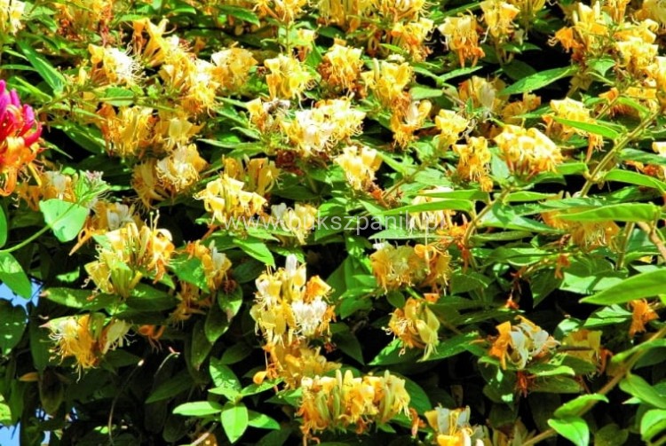 88c7f0584cd59381696dee01077e