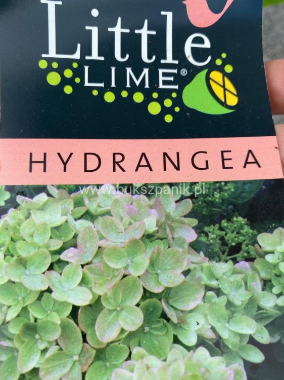 Hortensja bukietowa "LITTLE LIME JANE"- Hydrangea paniculata