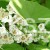 c10f36cd41558ff2a642d020cd70