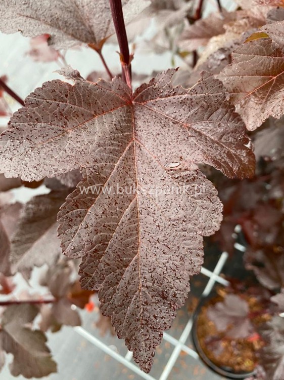 Pęcherznica kalinolistna 'Diabolo'-Physocarpus opulifolius