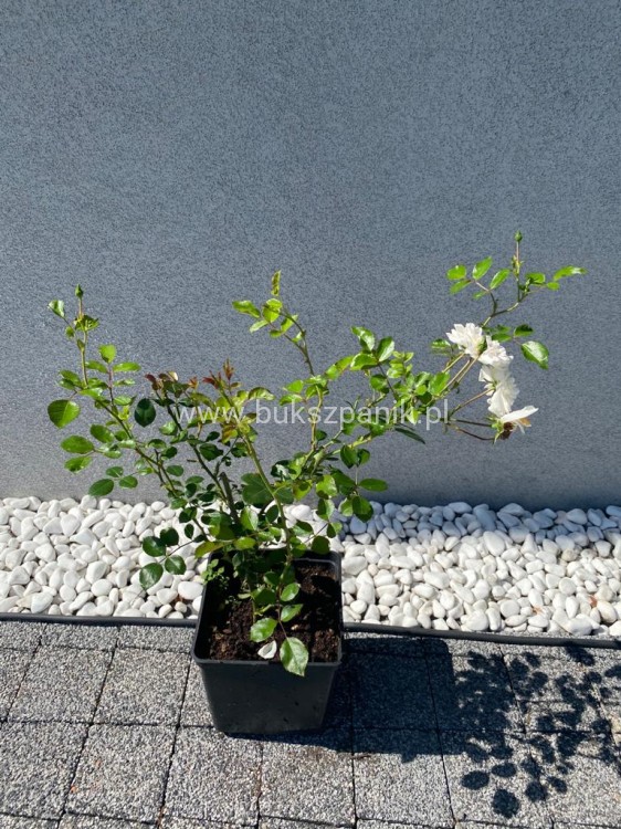 Róża okrywowa biała - Rosa C2l