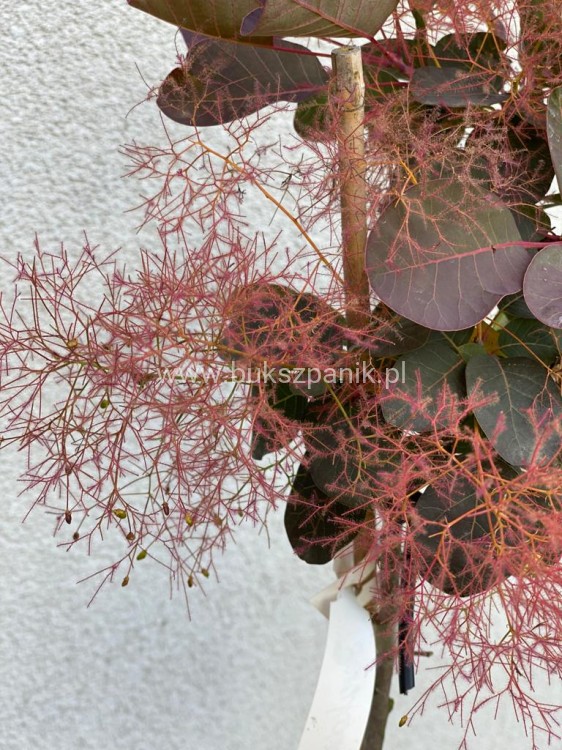 Perukowiec podolski " Royal Purple" - Cotinus na pniu Pa 100-110cm