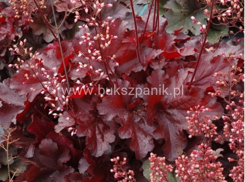 heuchera red 2.JPG