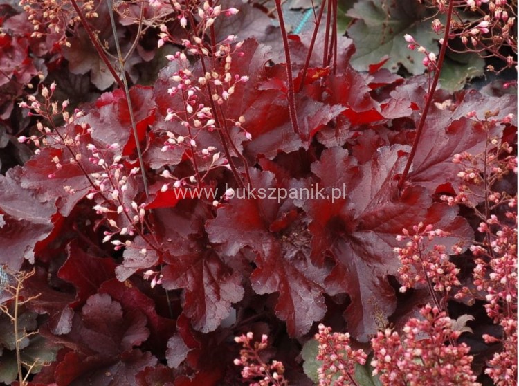 heuchera red 2.JPG