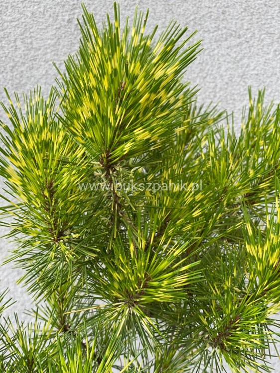Sosna gęstokwiatowa Oculus Draconis-Pinus densiflora na pniu 90cm