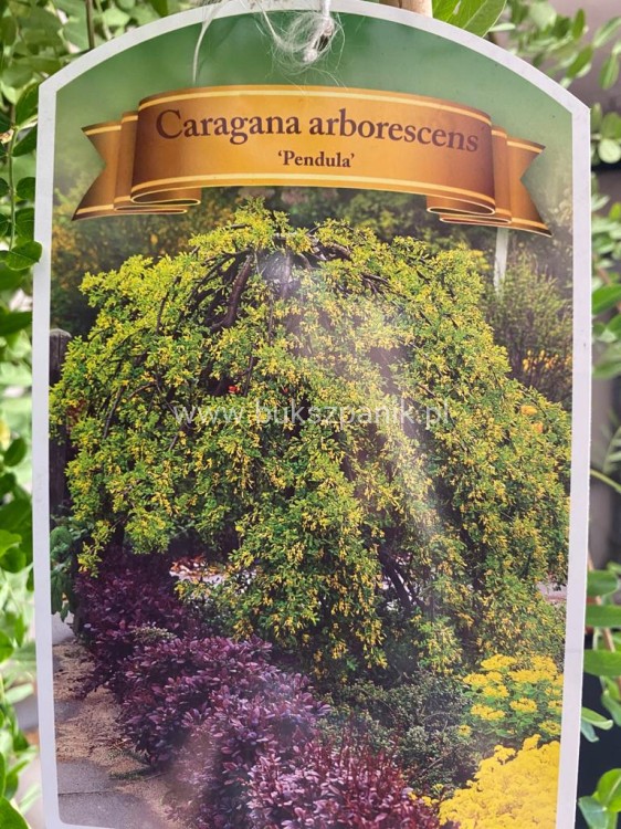 Karagana syberyjska- Caragana arborescens Pendula PA 100-140cm,