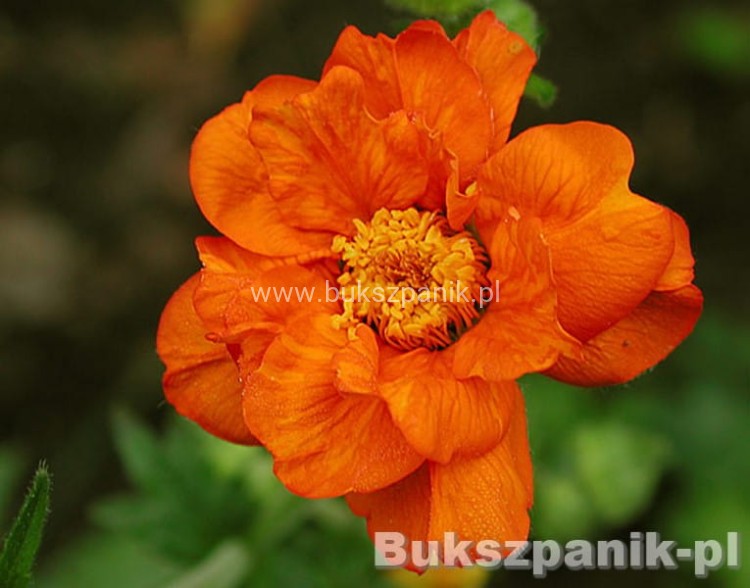 Kuklik szkarłatny Geum coccineum