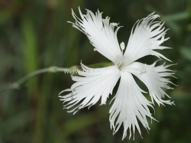 1024px-Dianthus_plumarius_regis-stephani_(1).JPG