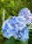hortensja ogrodowa- Hydrangea macrophylla