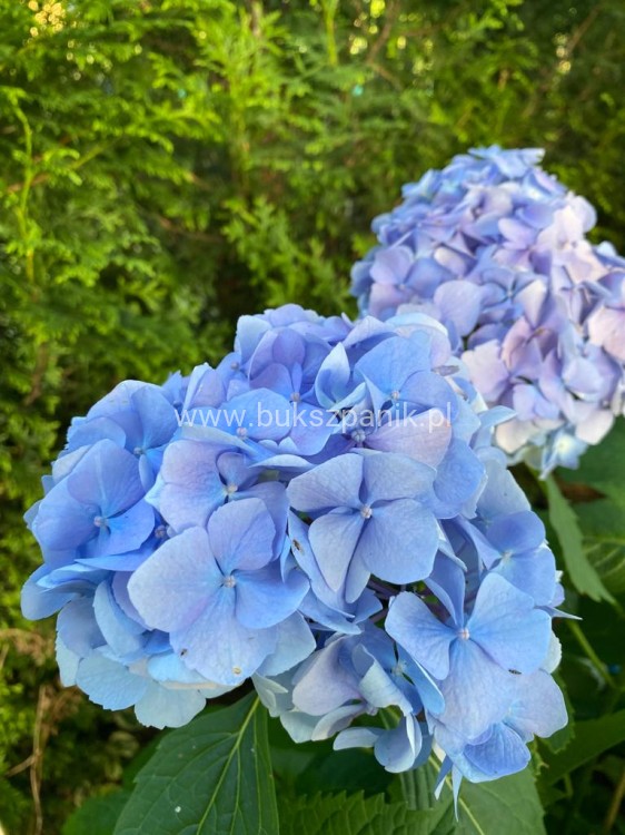 hortensja ogrodowa- Hydrangea macrophylla