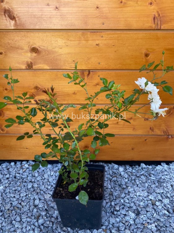 Róża okrywowa biała - Rosa C2l