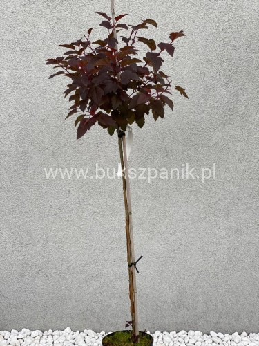 Pęcherznica kalinolistna Diabolo na pniu PA 110cm