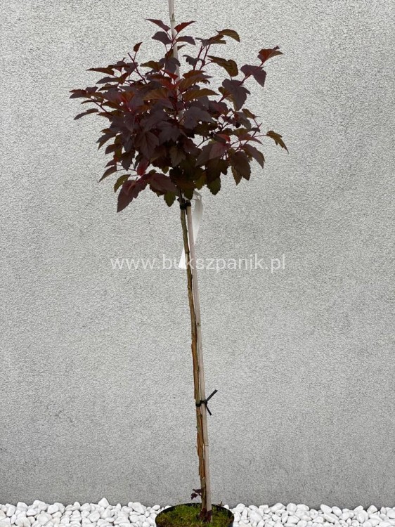 Pęcherznica kalinolistna Diabolo na pniu PA 110cm