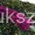 buddleja-davidii-tobudvelve-buzz-series-syn-buddleja-davidii-buzz-velvet (1).jpeg