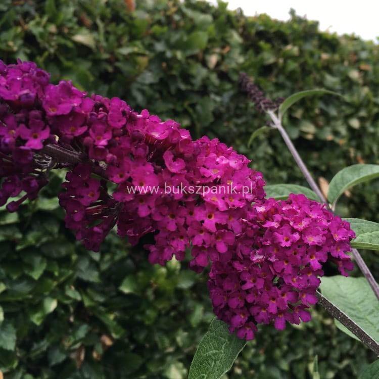 buddleja-davidii-tobudvelve-buzz-series-syn-buddleja-davidii-buzz-velvet (1).jpeg