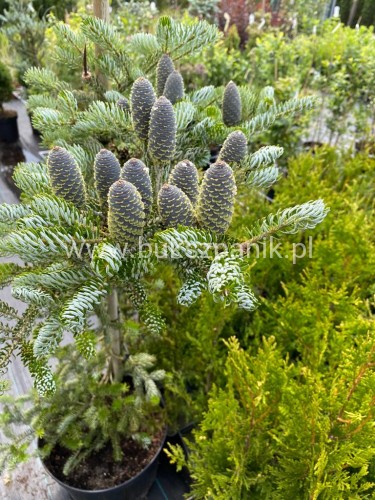 Jodła Koreańska Siberlocke- Abies koreana